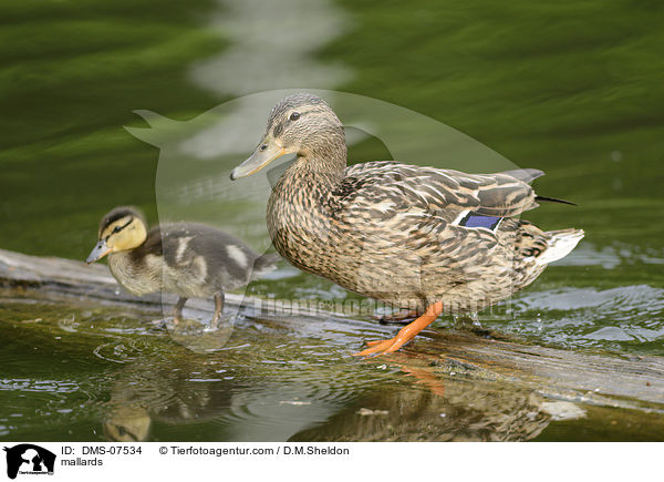 Stockenten / mallards / DMS-07534