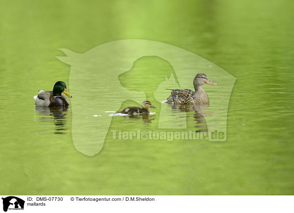 Stockenten / mallards / DMS-07730