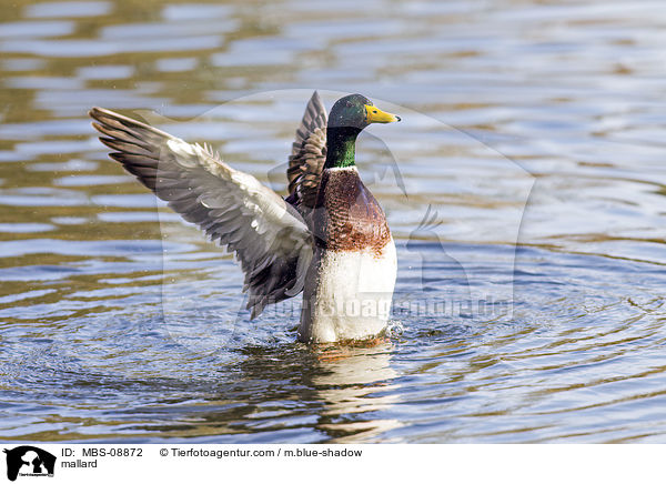 Stockente / mallard / MBS-08872