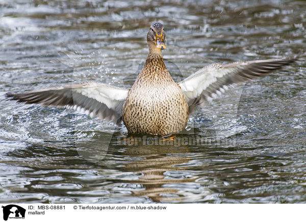 Stockente / mallard / MBS-08881