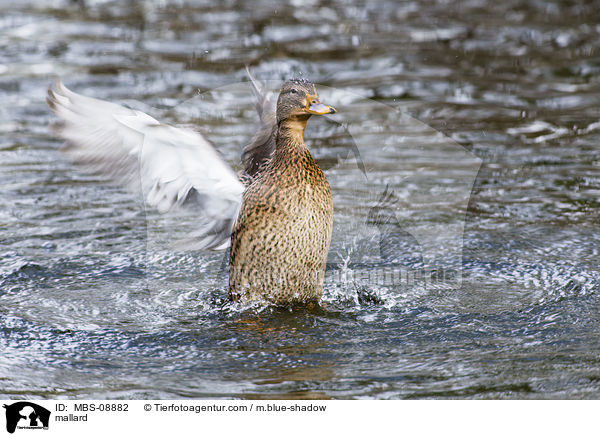 Stockente / mallard / MBS-08882