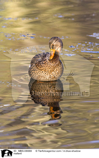 Stockente / mallard / MBS-08888