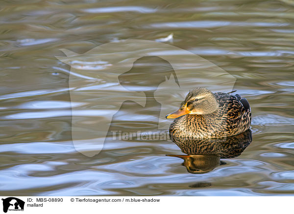 Stockente / mallard / MBS-08890