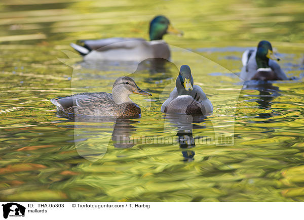 Stockenten / mallards / THA-05303