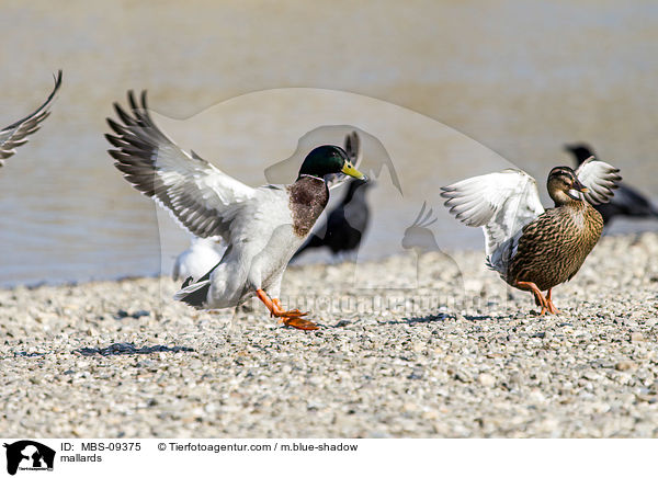 Stockenten / mallards / MBS-09375