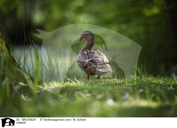 Stockente / mallard / NN-05829