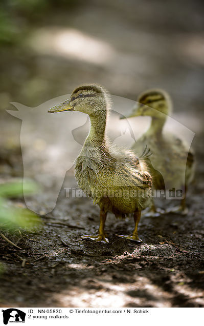 2 junge Stockenten / 2 young mallards / NN-05830