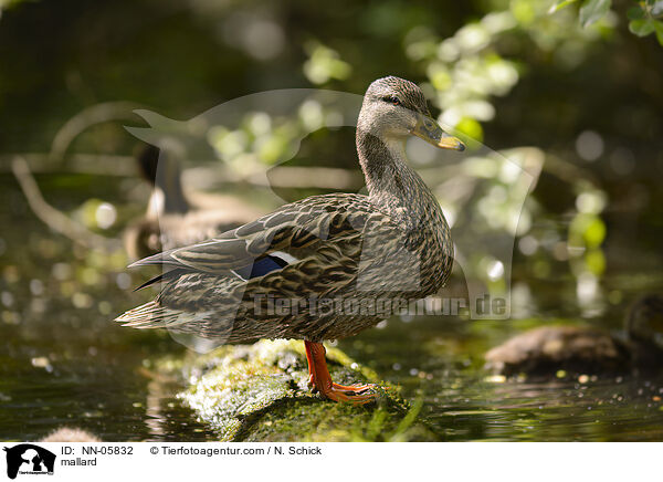 Stockente / mallard / NN-05832