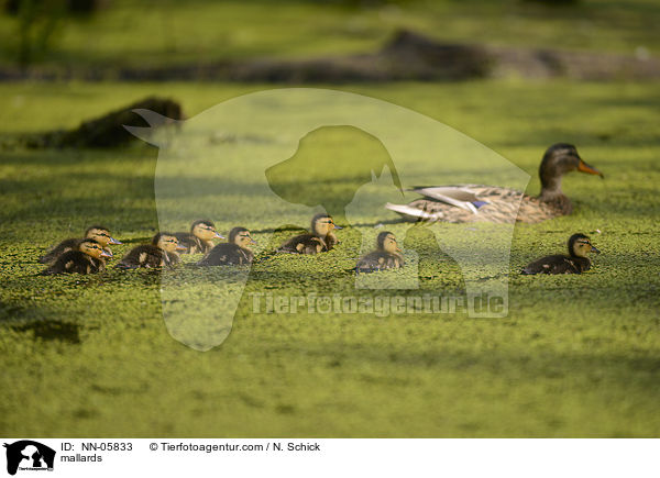 Stockenten / mallards / NN-05833