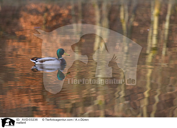 Stockente / mallard / AVD-03236