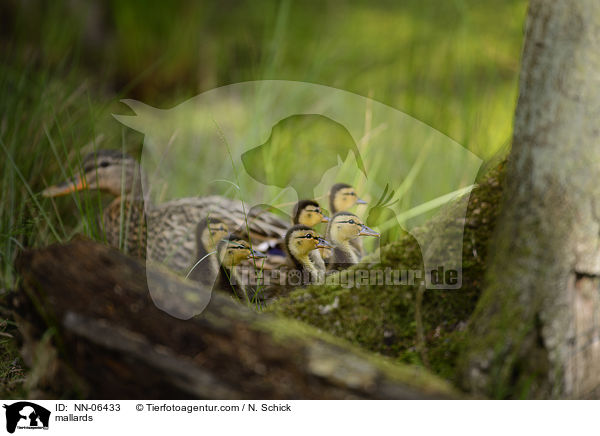 Stockenten / mallards / NN-06433