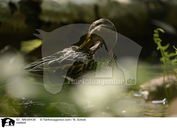 Stockente / mallard / NN-06438