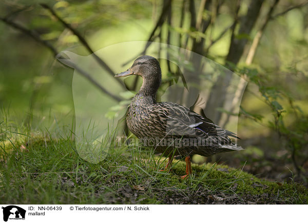 Stockente / mallard / NN-06439