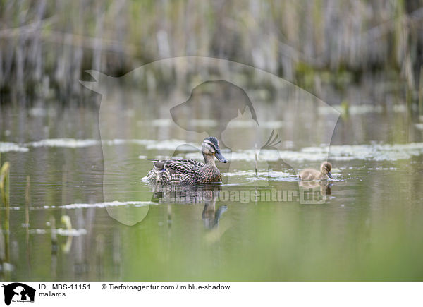 Stockenten / mallards / MBS-11151