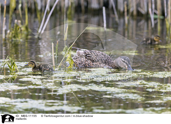 Stockenten / mallards / MBS-11155