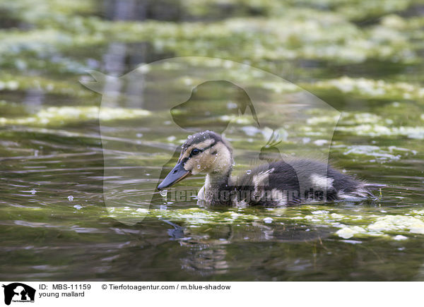 junge Stockente / young mallard / MBS-11159