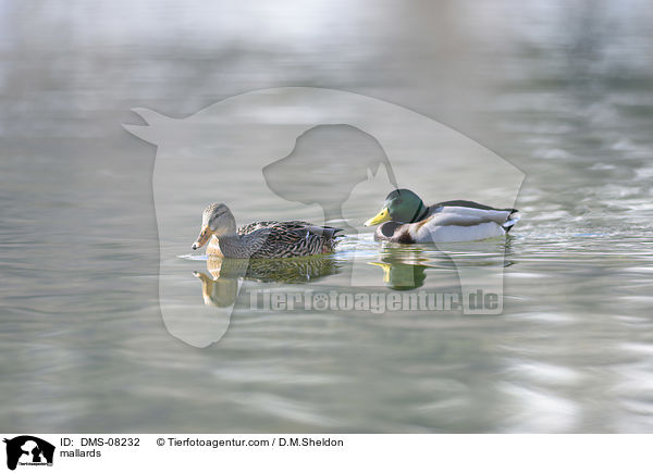 Stockenten / mallards / DMS-08232