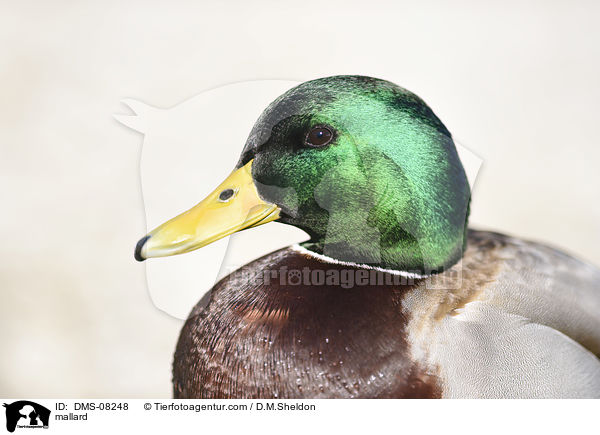 Stockente / mallard / DMS-08248