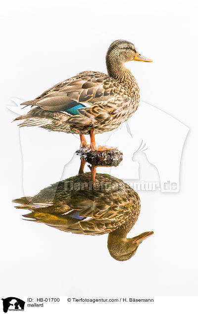 Stockente / mallard / HB-01700