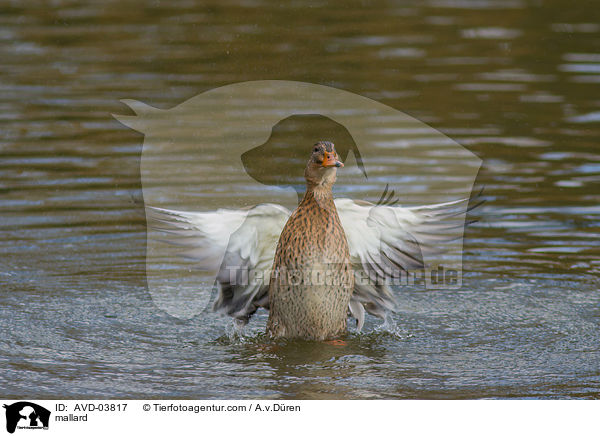 Stockente / mallard / AVD-03817