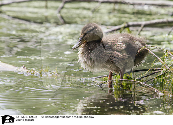 junge Stockente / young mallard / MBS-12595