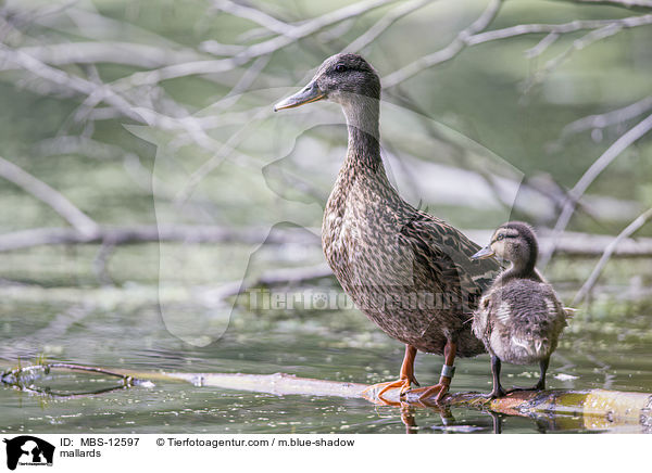 Stockenten / mallards / MBS-12597