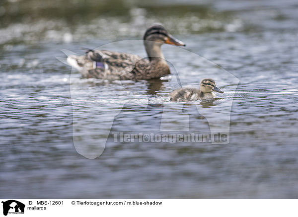 Stockenten / mallards / MBS-12601