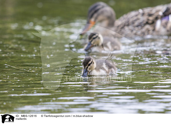 Stockenten / mallards / MBS-12616