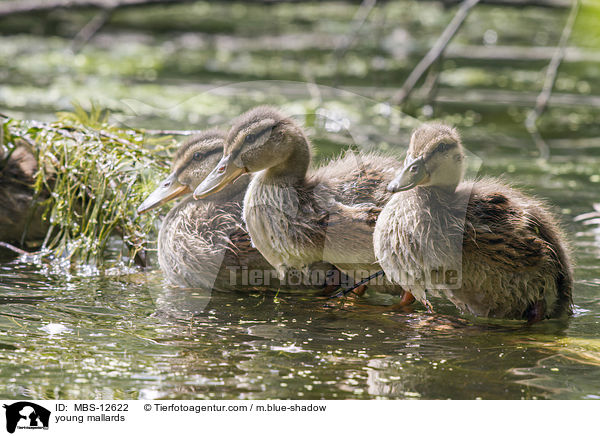young mallards / MBS-12622