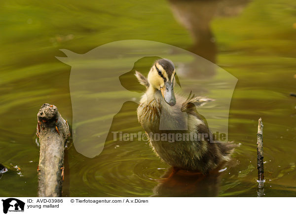 junge Stockente / young mallard / AVD-03986