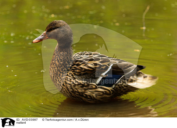 Stockente / mallard / AVD-03987