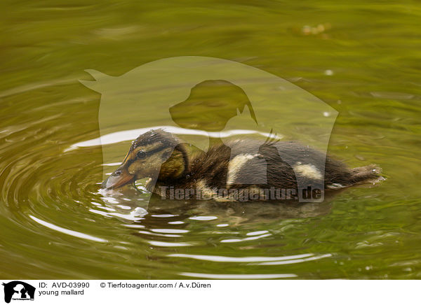 junge Stockente / young mallard / AVD-03990