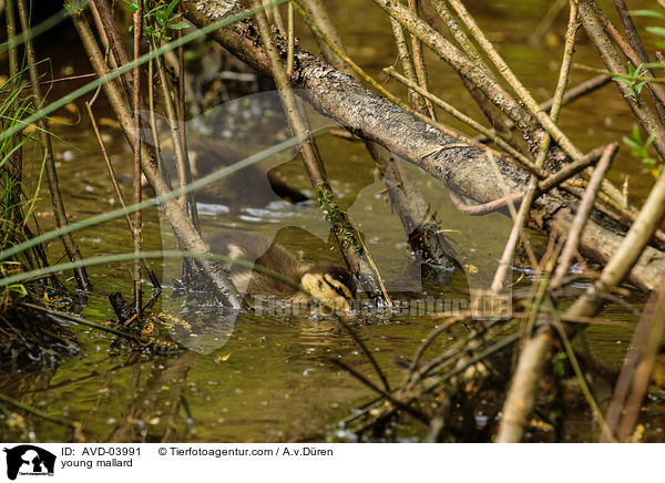 junge Stockente / young mallard / AVD-03991