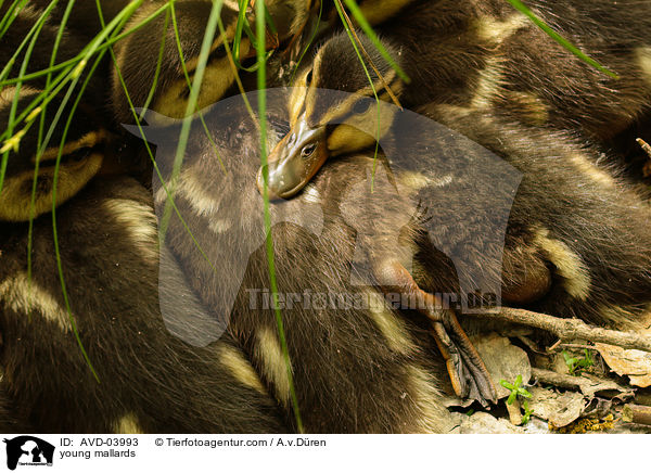 junge Stockenten / young mallards / AVD-03993