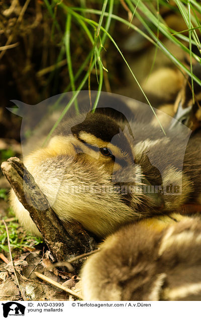 junge Stockenten / young mallards / AVD-03995