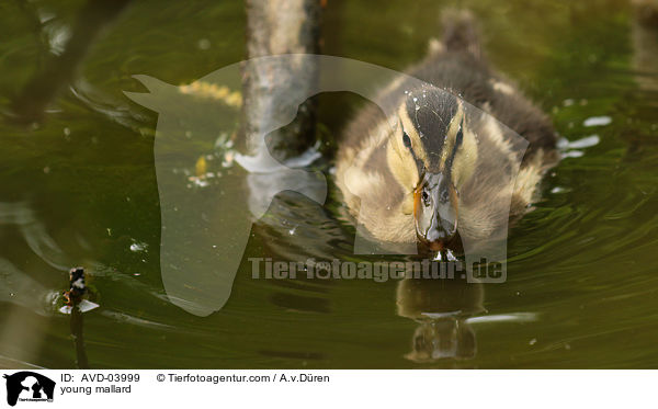 junge Stockente / young mallard / AVD-03999