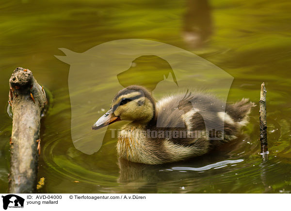 junge Stockente / young mallard / AVD-04000