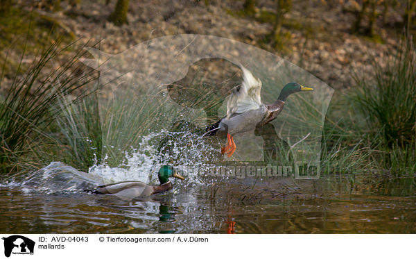 Stockenten / mallards / AVD-04043