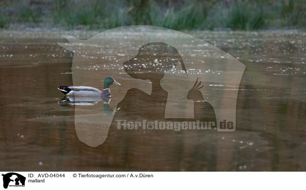 Stockente / mallard / AVD-04044