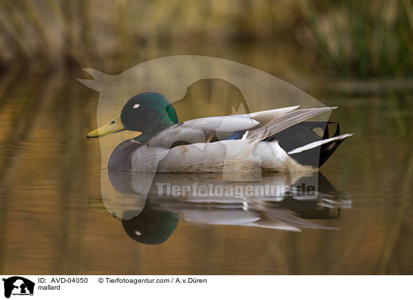 Stockente / mallard / AVD-04050