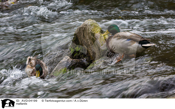 Stockenten / mallards / AVD-04199