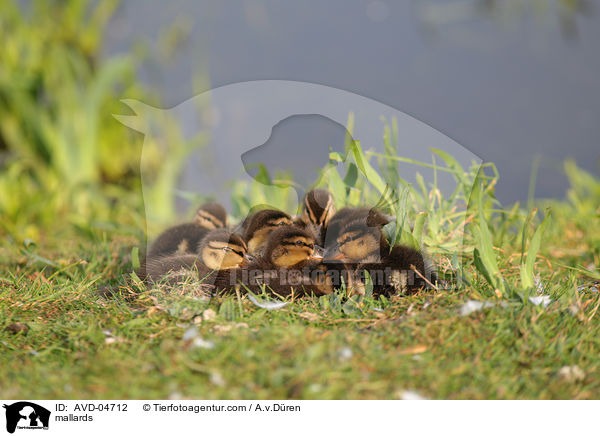 Stockenten / mallards / AVD-04712