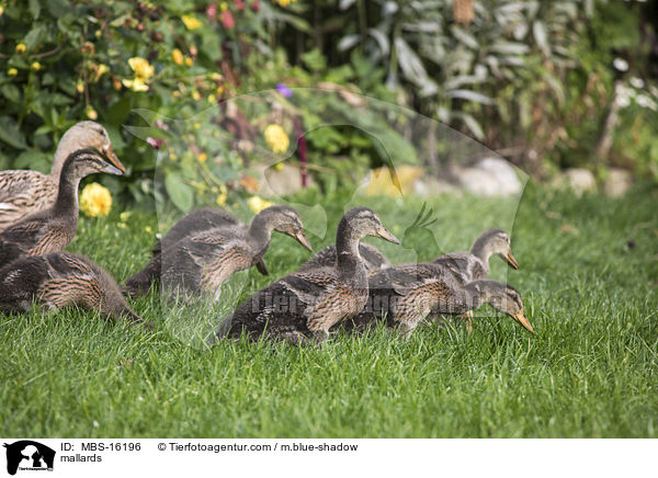 Stockenten / mallards / MBS-16196