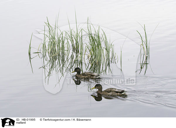 Stockente / mallard / HB-01995