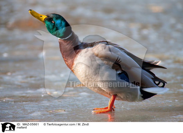 Stockente / mallard / MAZ-05661