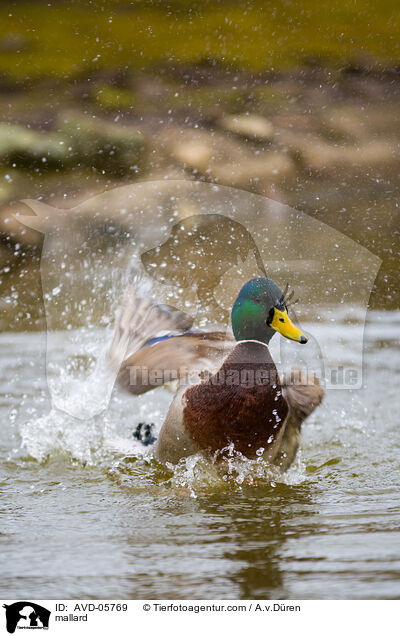 Stockente / mallard / AVD-05769