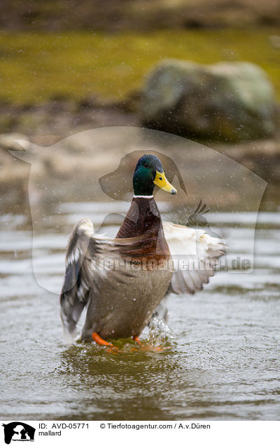 Stockente / mallard / AVD-05771