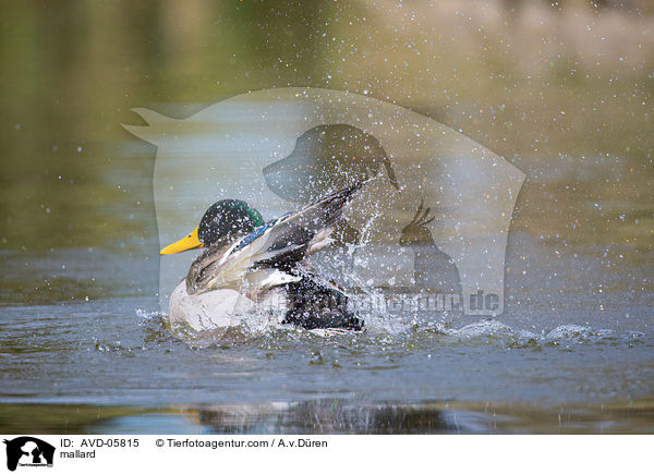 Stockente / mallard / AVD-05815