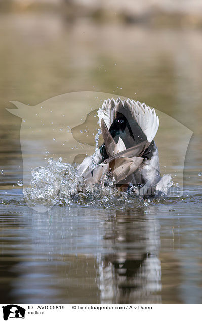 Stockente / mallard / AVD-05819