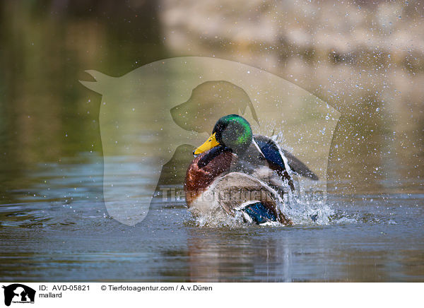 Stockente / mallard / AVD-05821